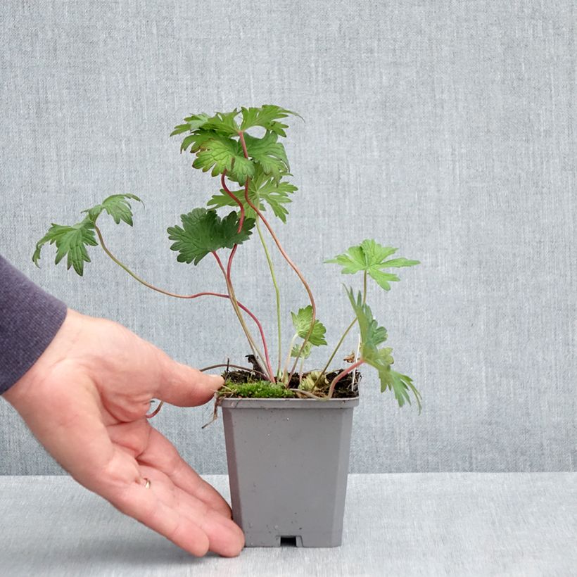 Example of Geranium vivace Johnson's blue Godet de 8/9 cm as you get in printemps