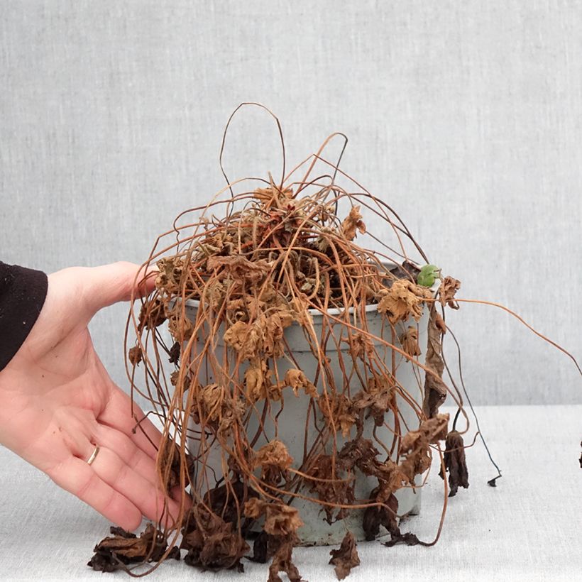 Spécimen de Géranium vivace macrorrhizum Czakor Pot de 3L/4L tel que livré en hiver