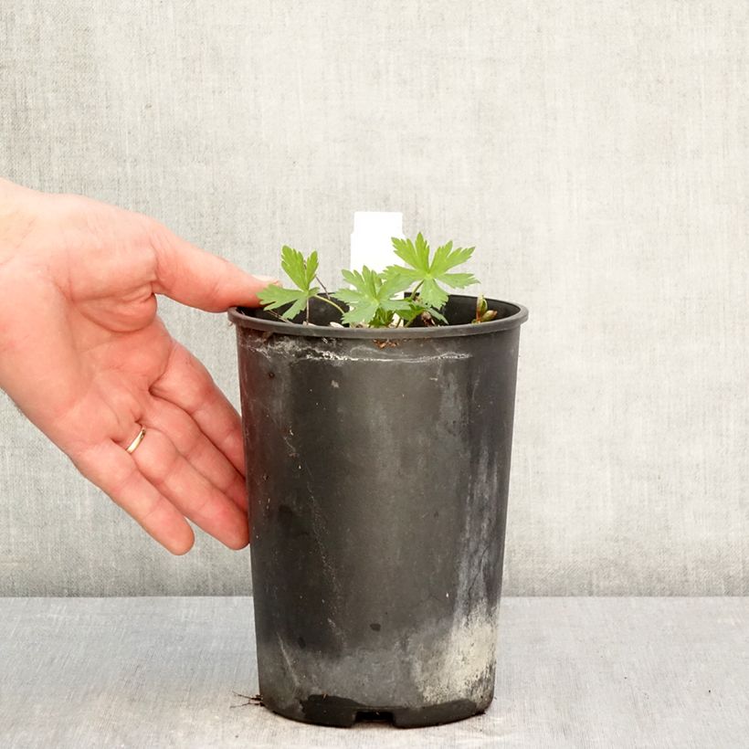 Spécimen de Géranium vivace maculatum Chatto Pot de 2L/3L tel que livré au printemps
