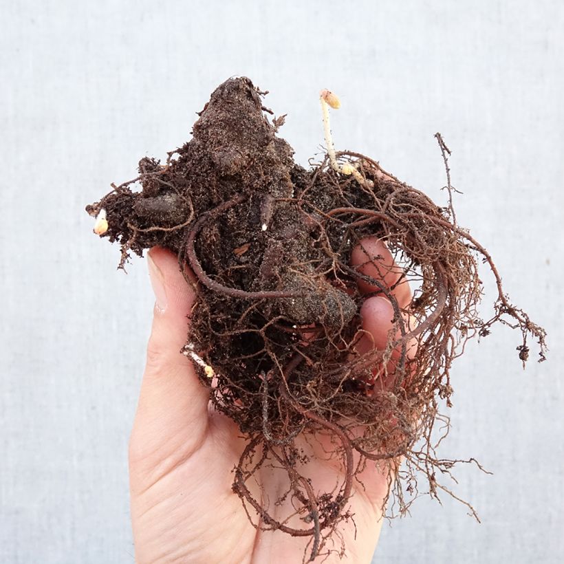 Spécimen de Géranium vivace maculatum Espresso Racines nues tel que livré en hiver