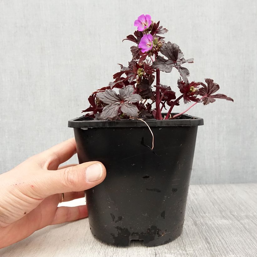Spécimen de Geranium vivace maculatum Stormy Night Pot de 2L/3L tel que livré au printemps
