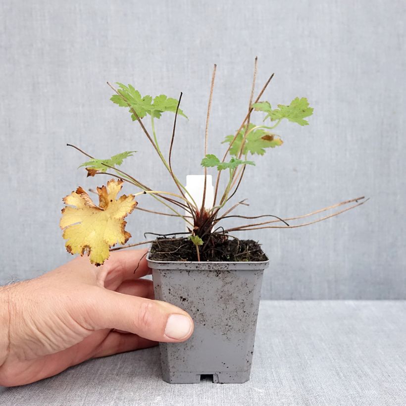 Spécimen de Géranium vivace magnificum Godet de 8/9 cm tel que livré en automne