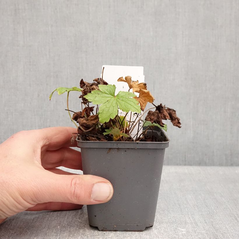 Spécimen de Geranium vivace nodosum Tony's Talisman - Géranium noueux Godet de 8/9 cm tel que livré en hiver