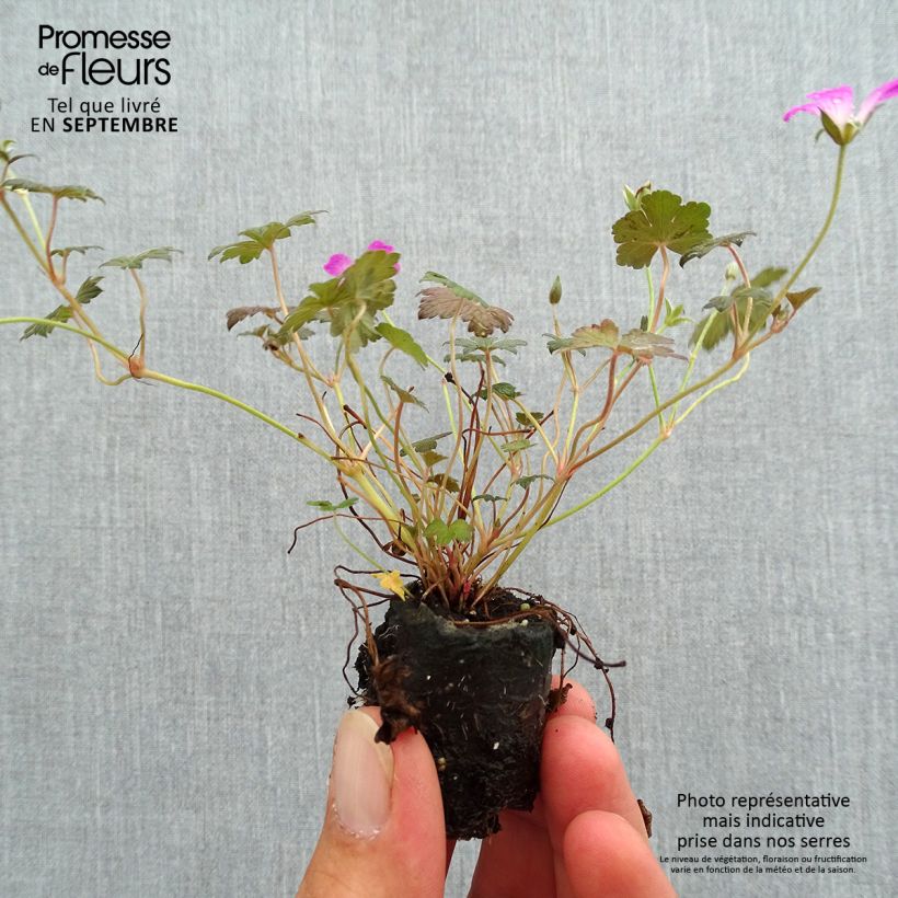 Spécimen de Géranium vivace Orkney Cherry® Mini-motte Ø 3/4 cm tel que livré en automne