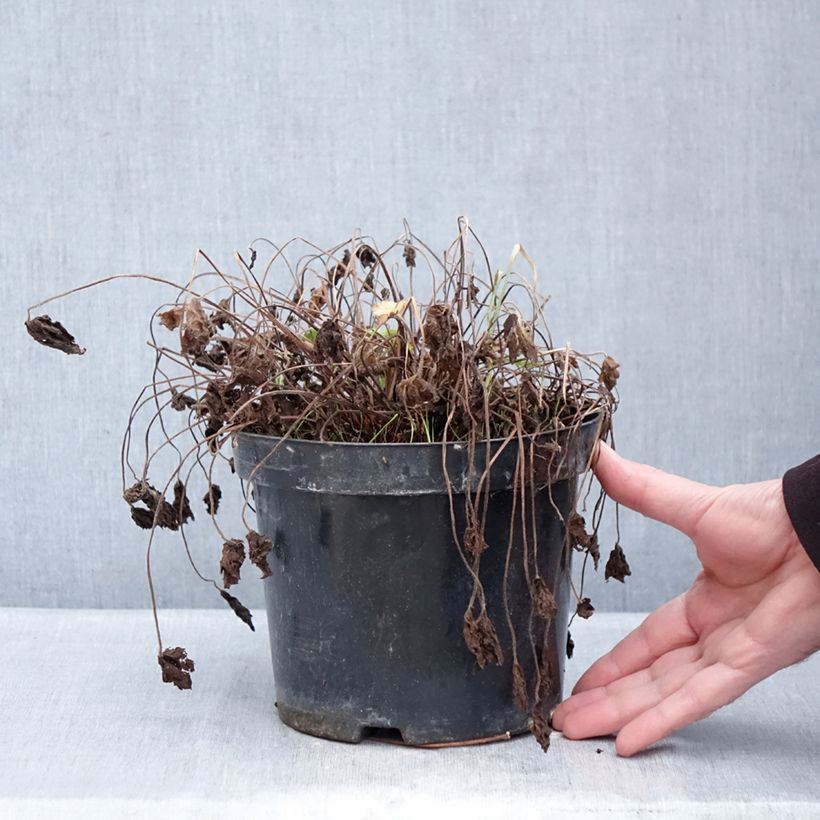 Spécimen de Géranium vivace oxonianum Claridge Druce Pot de 2L/3L tel que livré en hiver