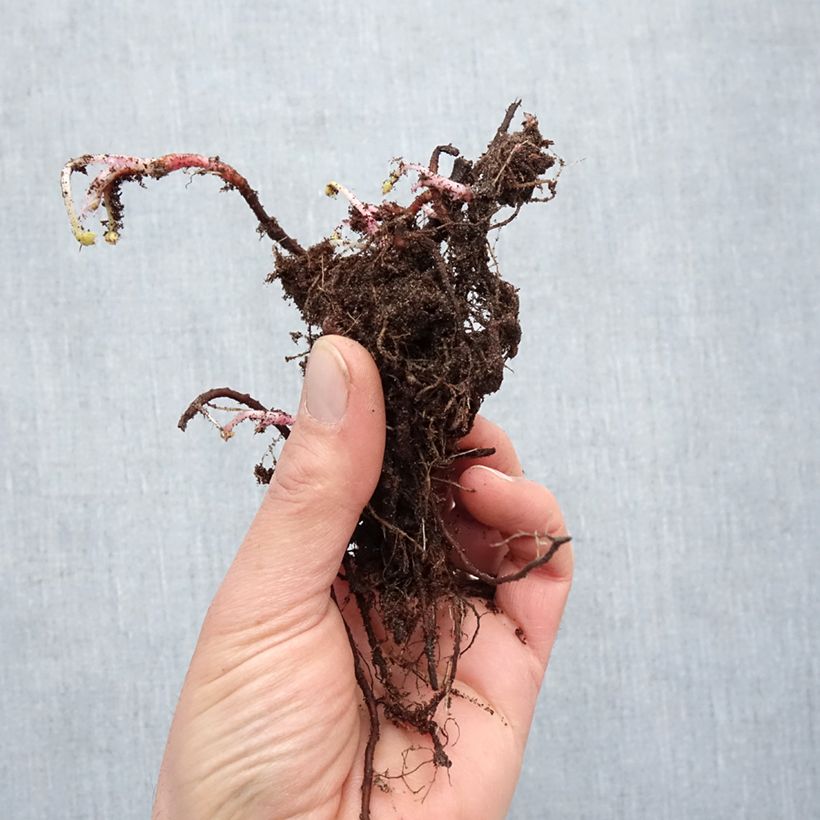 Spécimen de Géranium vivace oxonianum Claridge Druce Racines nues tel que livré en hiver