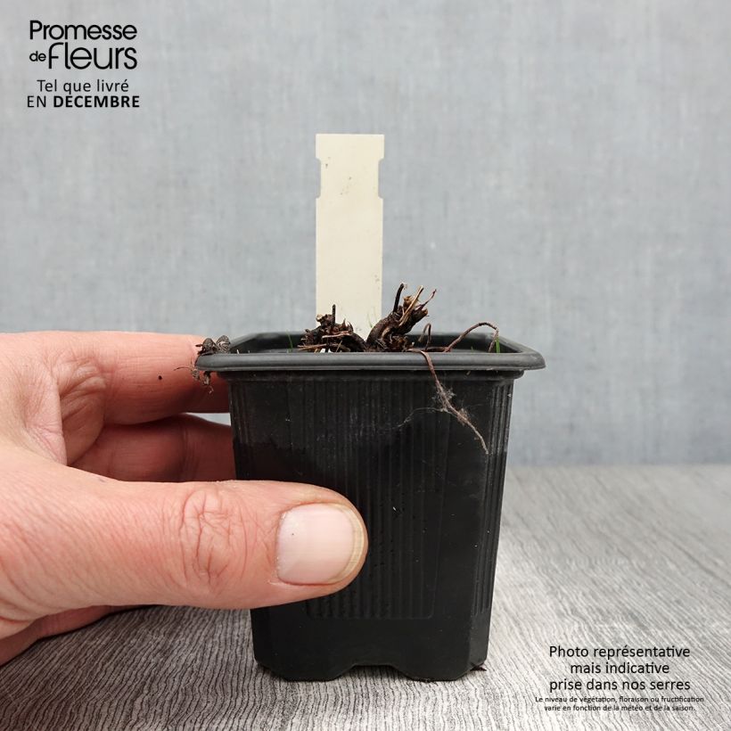 Spécimen de Géranium vivace palustre Godet de 8/9 cm tel que livré en automne