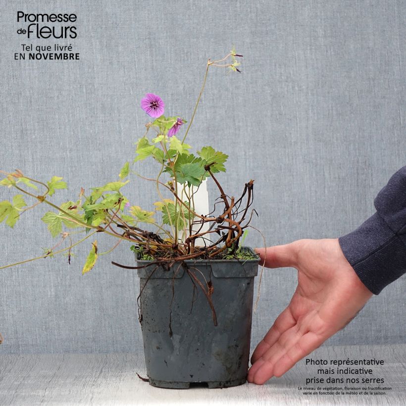 Spécimen de Géranium vivace Pink Penny Pot de 2L/3L tel que livré en automne