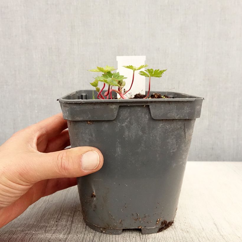 Spécimen de Géranium vivace Pink Penny Pot de 2L/3L tel que livré au printemps