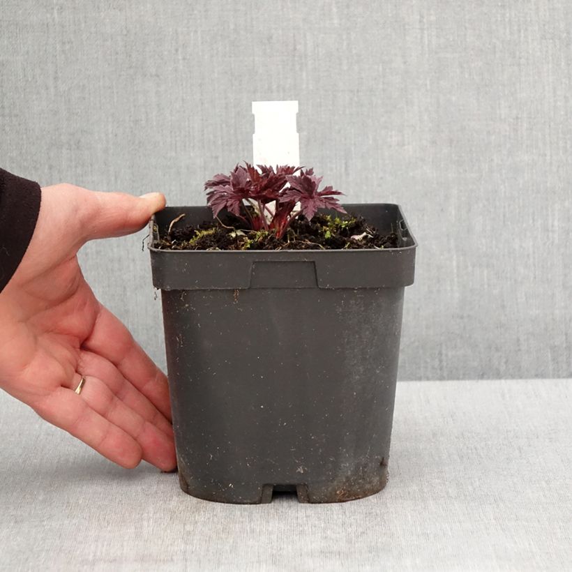 Spécimen de Géranium vivace pratense Hocus Pocus Pot de 2L/3L tel que livré au printemps