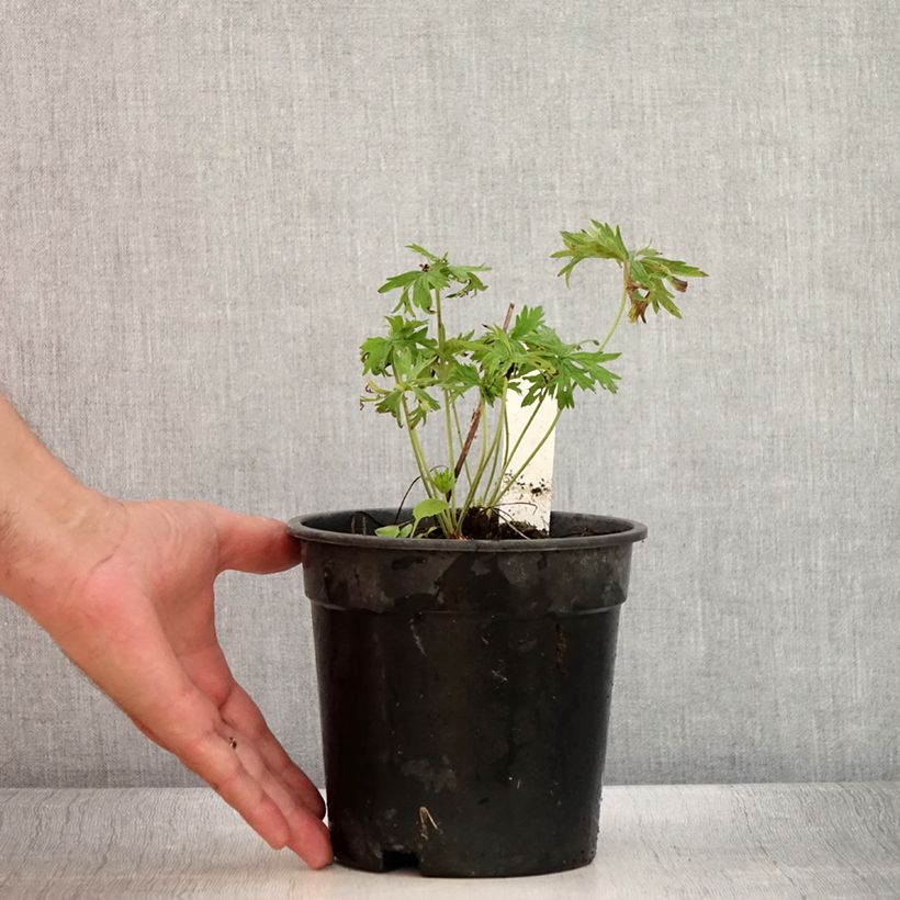 Spécimen de Geranium vivace pratense Laura - Géranium des près  Pot de 2L/3L tel que livré en été