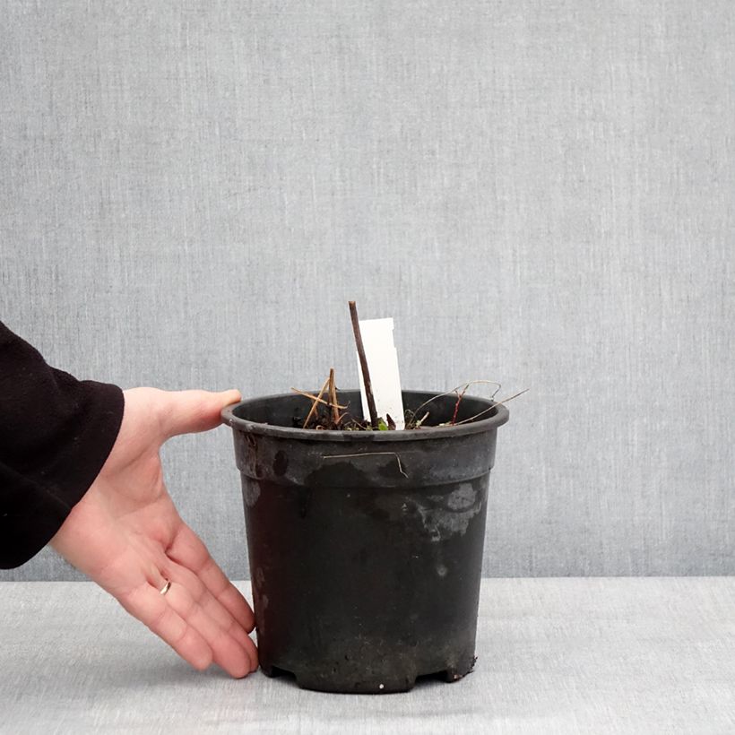 Spécimen de Geranium vivace pratense Laura - Géranium des près  Pot de 2L/3L tel que livré en hiver