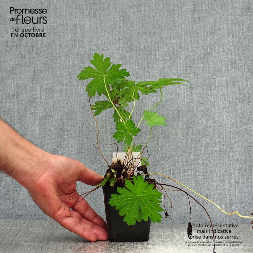 Spécimen de Geranium vivace psilostemon JS Ma Tu Vu Godet de 8/9 cm tel que livré en automne