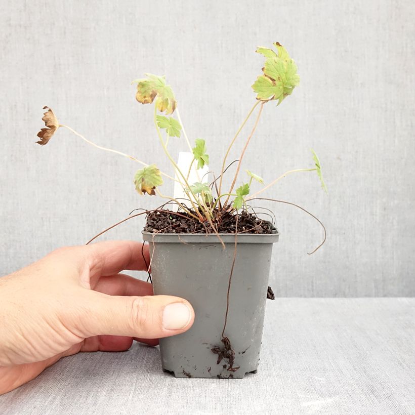 Spécimen de Géranium vivace riversleaianum Mavis Simpson Godet de 8/9 cm tel que livré en automne