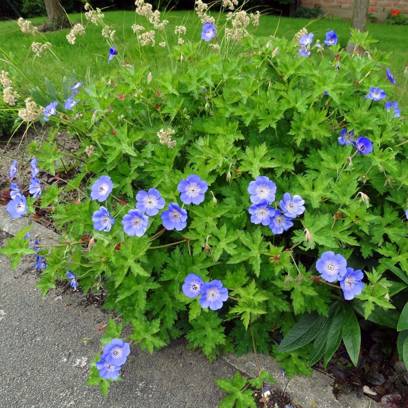 Géranium vivace Rozanne (Feuillage)