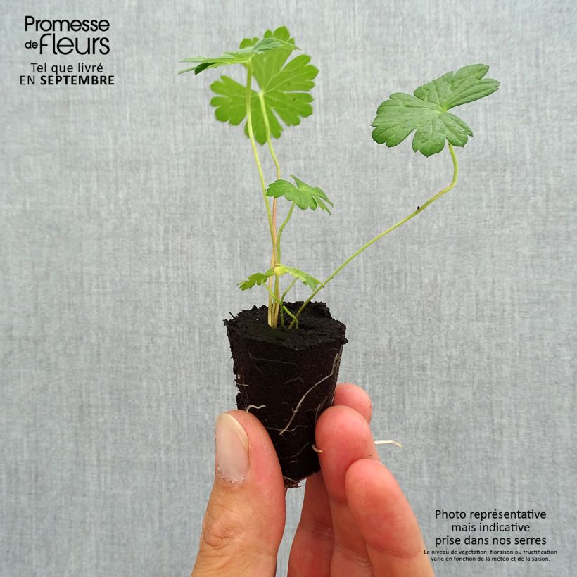 Spécimen de Géranium vivace Rozanne Mini-motte Ø 3/4 cm tel que livré en automne