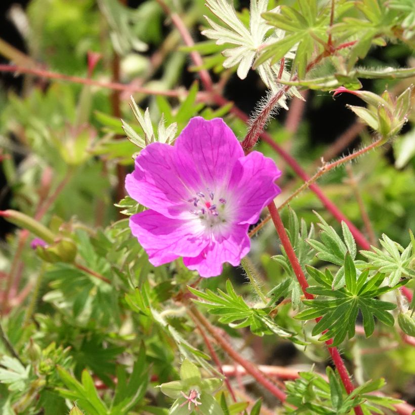 Géranium vivace sanguin Ankum's Pride - Géranium sanguineum (Floraison)