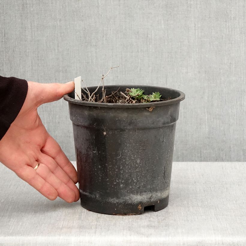 Spécimen de Géranium vivace sanguin Ankum's Pride - Géranium sanguineum Pot de 2L/3L tel que livré au printemps