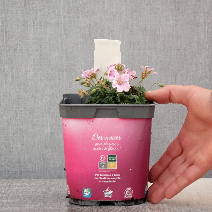 Spécimen de Geranium vivace sanguineum Pink Pouffe Pot de 2L/3L tel que livré au printemps
