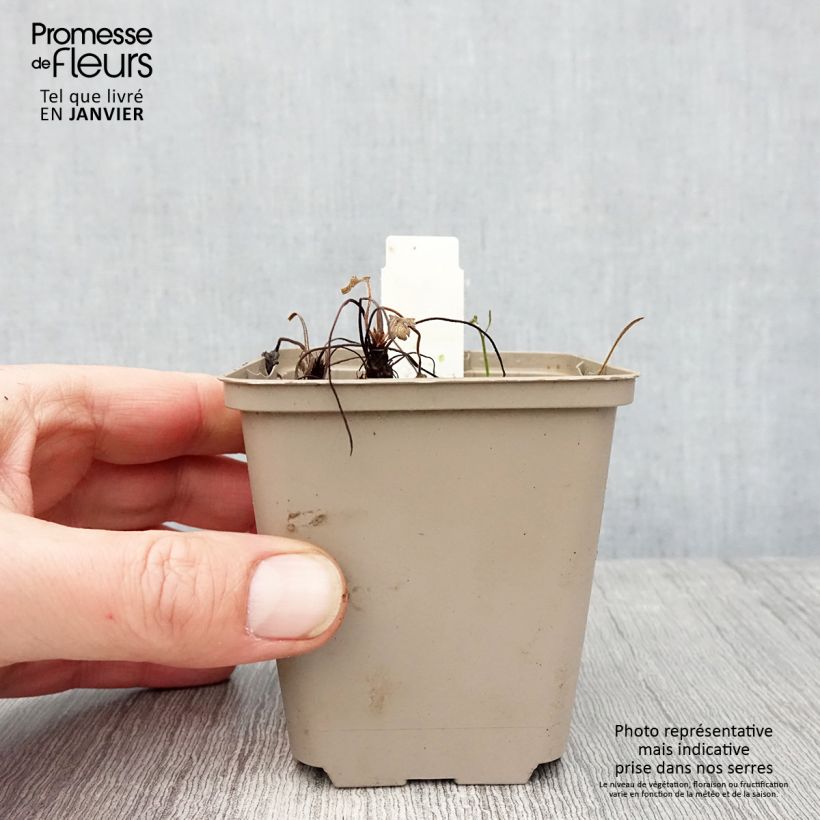 Spécimen de Géranium vivace Sue Crûg Godet de 8/9 cm tel que livré en hiver