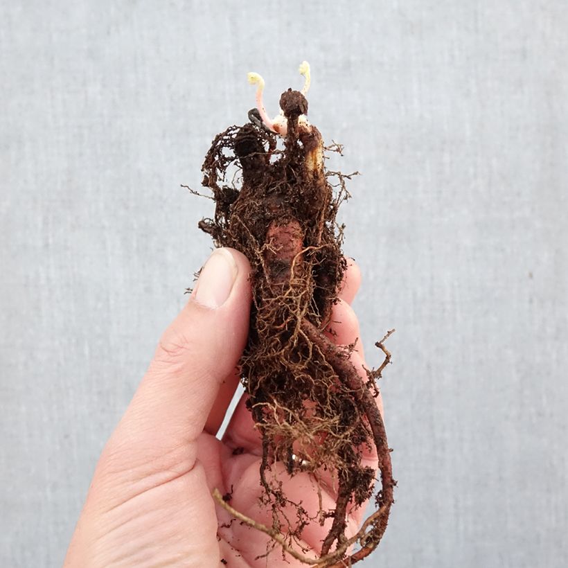 Spécimen de Géranium vivace wallichianum Crystal Lake - Géranium vivace mauve clair Racines nues, Qualité Extra équivalant à un pot de 2L tel que livré en hiver