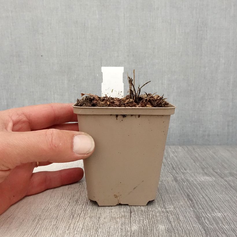 Spécimen de Geranium vivace wallichianum Daily Blue Godet de 8/9 cm tel que livré au printemps