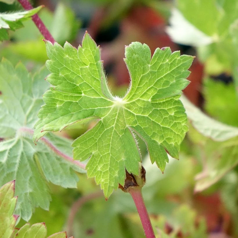 Geranium vivace wallichianum Daily Blue (Feuillage)
