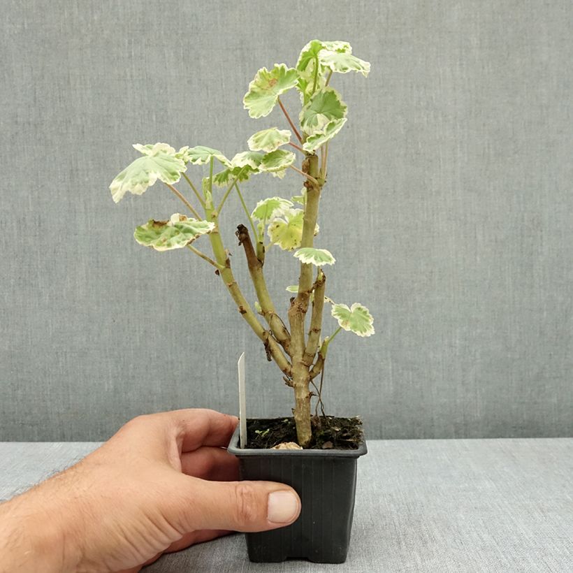 Spécimen de Géranium zonale Mme Salleron - Pelargonium fantaisie Godet de 7/8 cm tel que livré en été