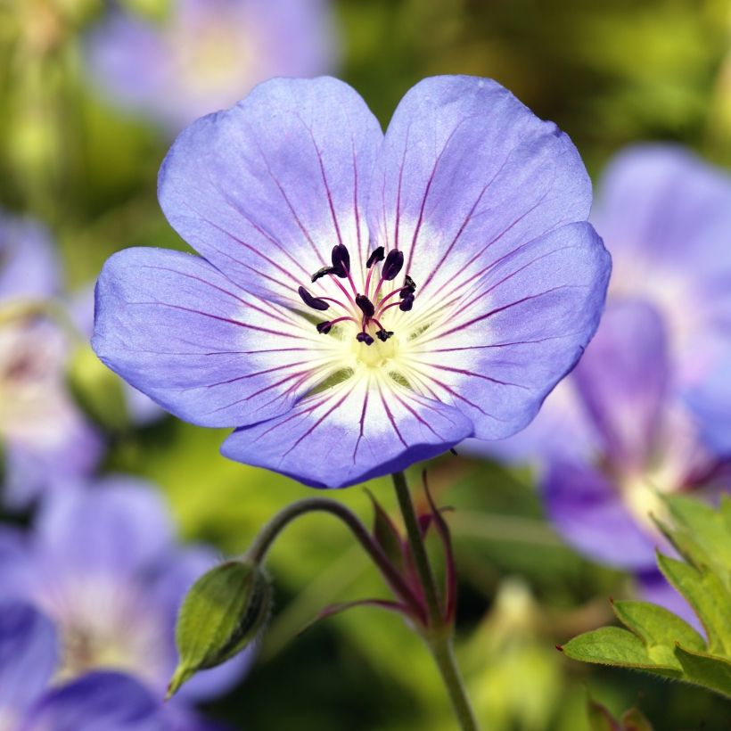 Géranium vivace Rozanne (Floraison)