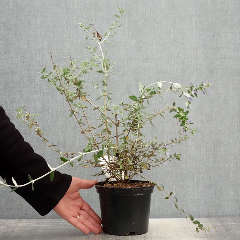 Spécimen de Germandrée arbustive - Teucrium fruticans Pot de 2L/3L tel que livré au printemps