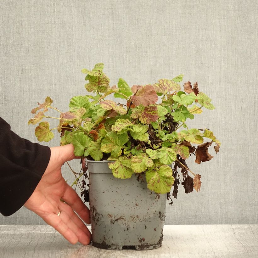 Spécimen de Geum Bell Bank - Benoîte rose soutenu Pot de 2L/3L tel que livré en automne