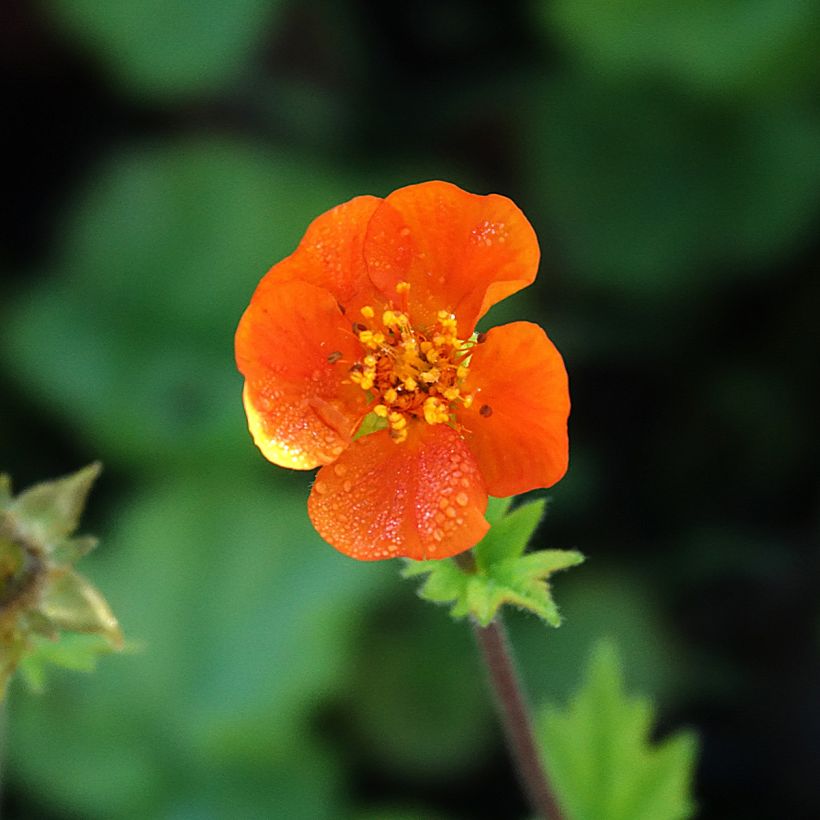 Geum coccineum Koi - Benoîte (Floraison)