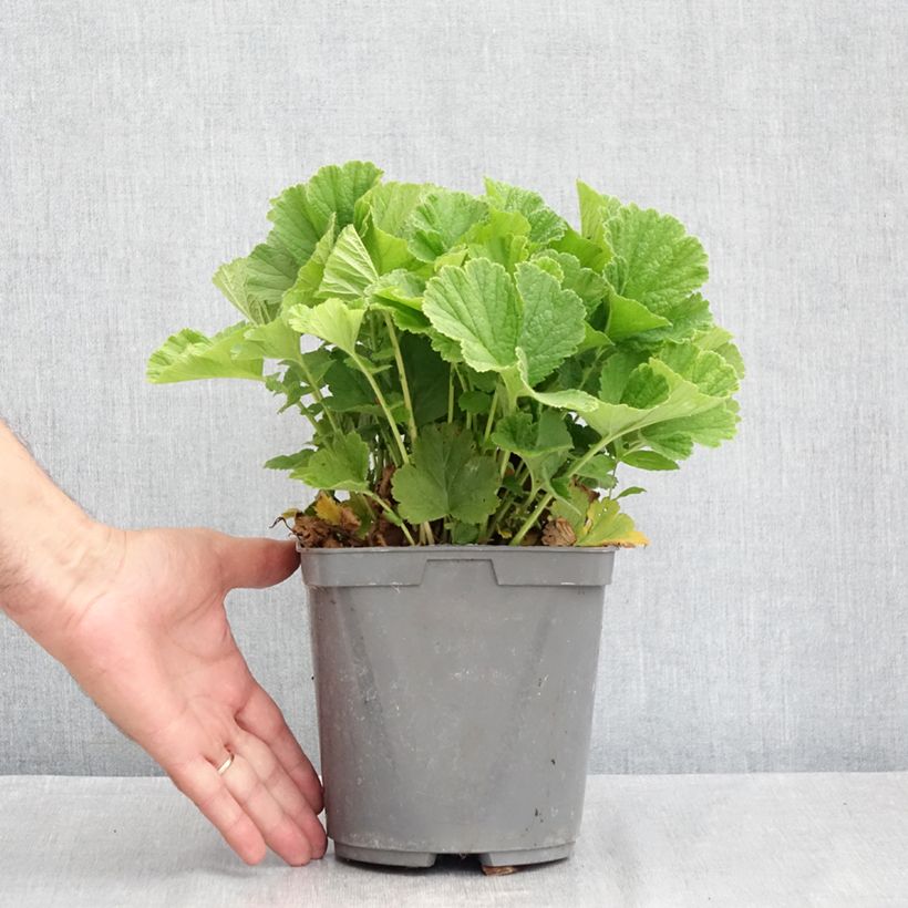 Spécimen de Geum Cosmopolitan - Benoite blanc-pêche Pot de 2L/3L tel que livré en été