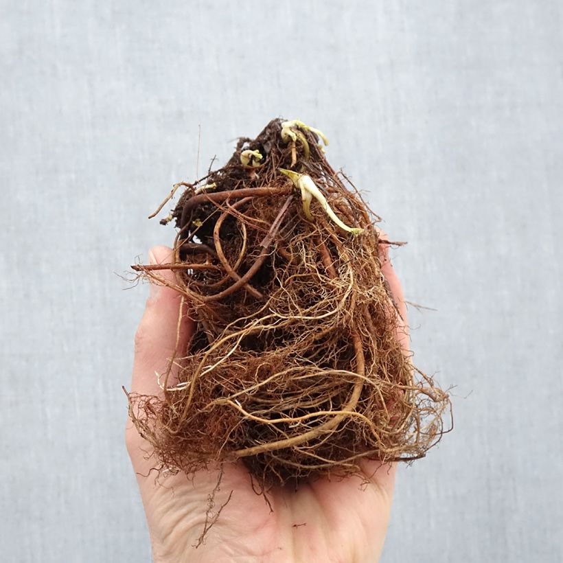 Spécimen de Geum Cosmopolitan - Benoite blanc-pêche Racines nues, Qualité Extra équivalant à un pot de 2L tel que livré en hiver