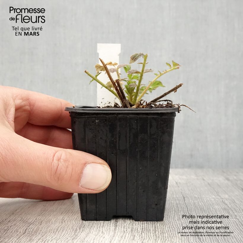 Spécimen de Geum Fiery Tempest - Benoîte hybride Godet de 8/9 cm tel que livré au printemps