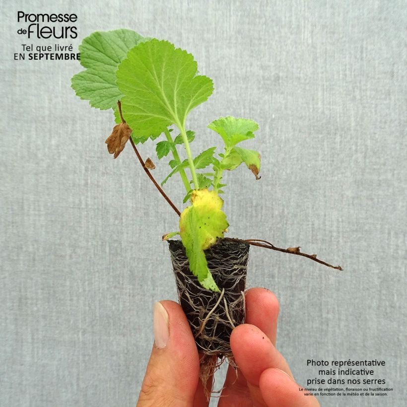 Spécimen de Geum Fiery Tempest - Benoîte hybride Mini-motte Ø 3/4 cm tel que livré en automne