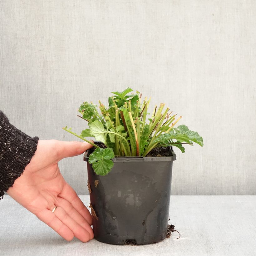 Spécimen de Geum Fiery Tempest - Benoîte hybride Pot de 2L/3L tel que livré en hiver