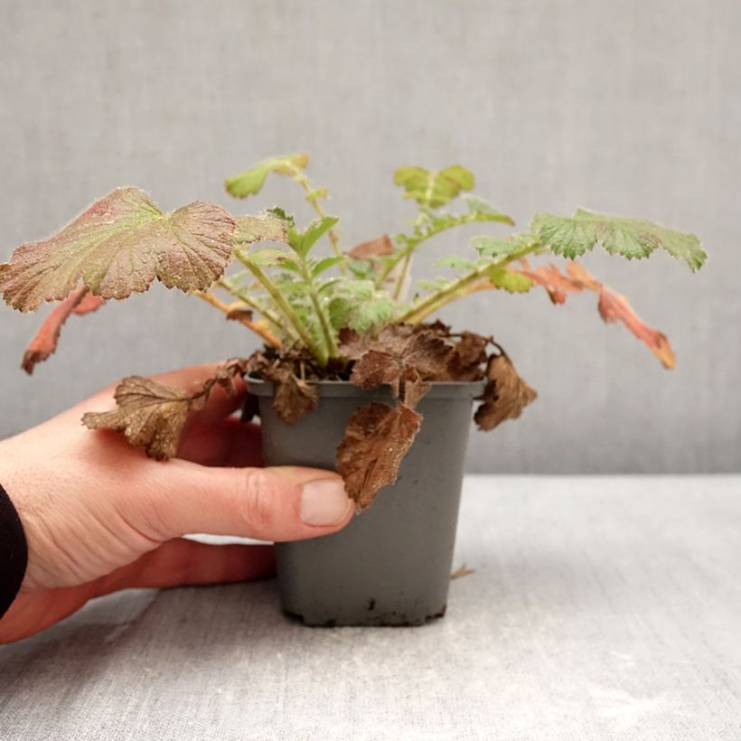 Example of Geum Firestarter - Benoîte hybride Godet de 8/9 cm as you get in hiver