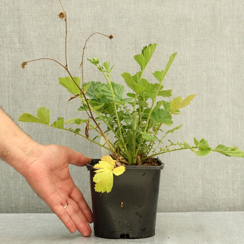 Spécimen de Geum Firestarter - Benoîte hybride Pot de 2L/3L tel que livré en été