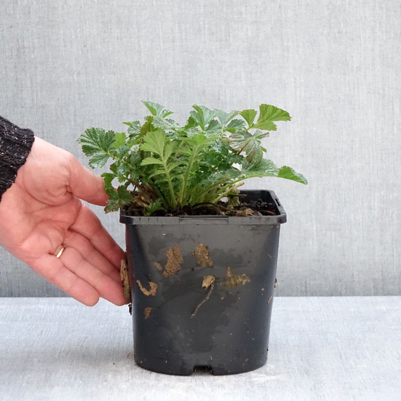 Example of Geum Firestarter - Benoîte hybride Pot de 2L/3L as you get in hiver