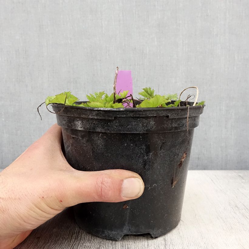 Example of Geum Flames of Passion - Benoîte rose teintée de rouge Pot de 2L/3L as you get in printemps