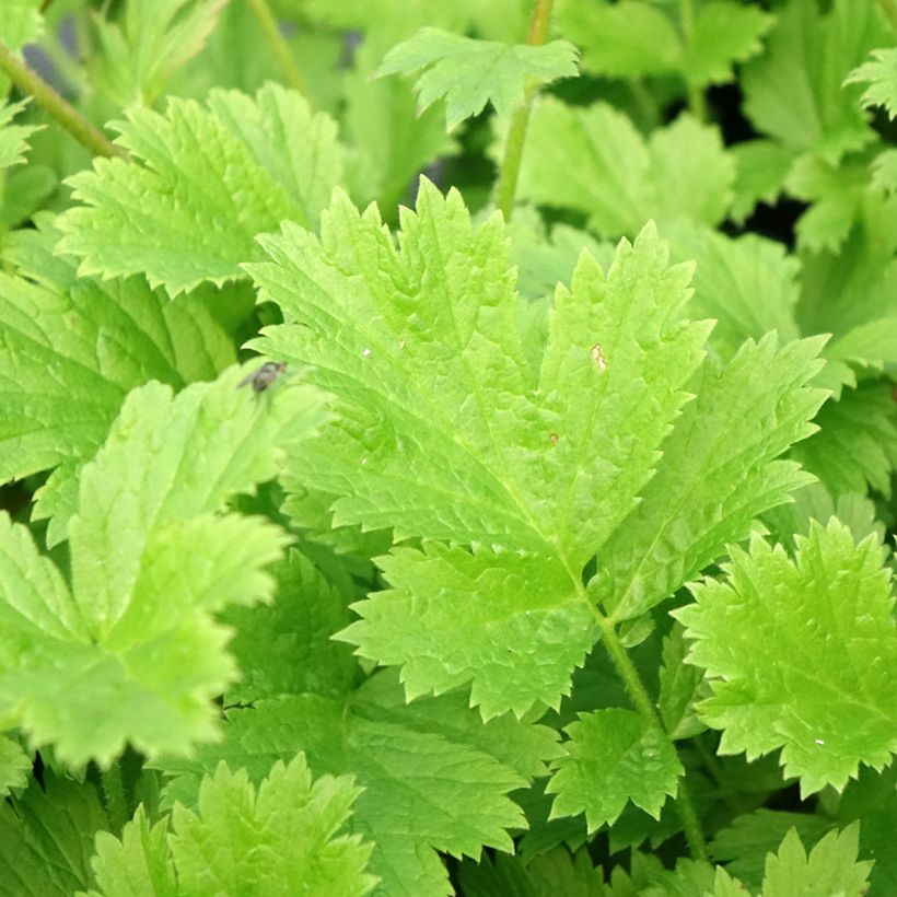 Geum Nonna - Benoîte (Feuillage)