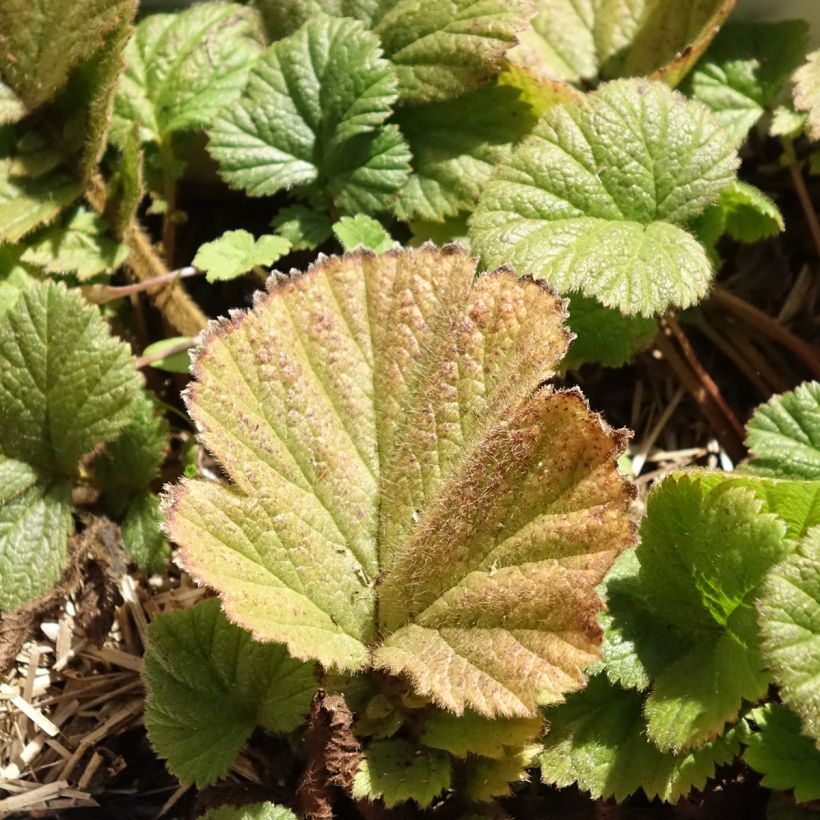 Geum Orange Pumpkin - Benoîte (Feuillage)