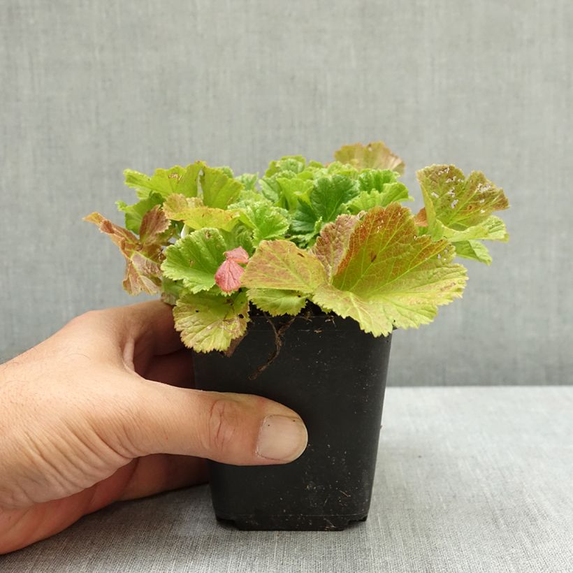 Spécimen de Geum Pretticoats Peach - Benoîte  Godet de 8/9 cm tel que livré en été