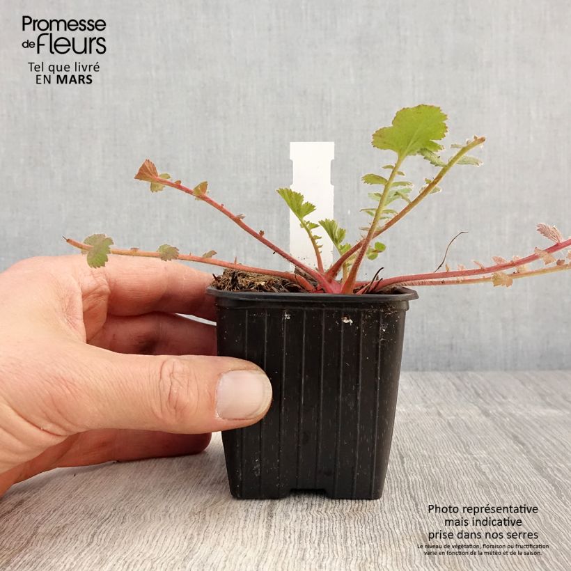 Spécimen de Geum Prinses Juliana - Benoite orange et jaune Godet de 8/9 cm tel que livré au printemps