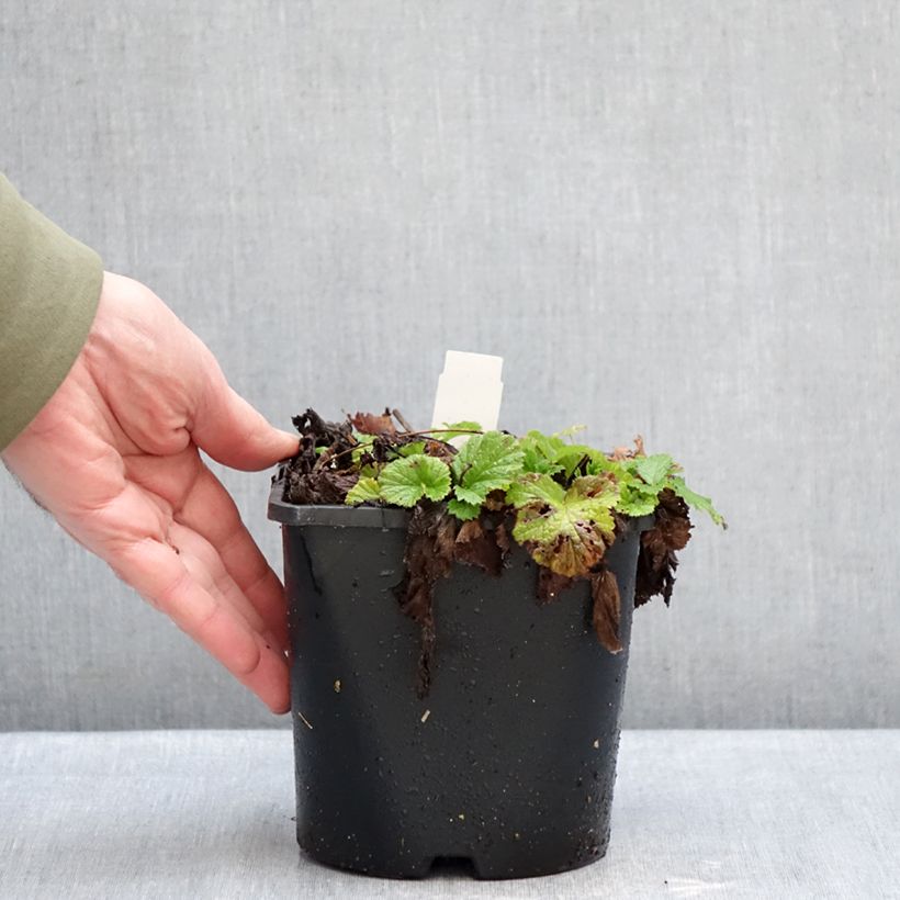 Example of Geum rivale Leonard's Variety - Benoîte des Rives Pot de 2L/3L as you get in hiver