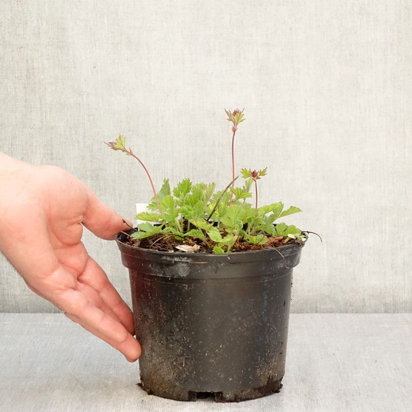 Spécimen de Geum rivale Leonard's Variety - Benoîte des Rives Pot de 2L/3L tel que livré au printemps