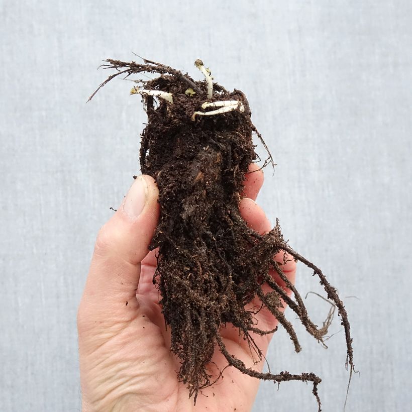 Example of Geum rivale Leonard's Variety - Benoîte des Rives Racines nues, Qualité Extra équivalant à un pot de 2L as you get in hiver