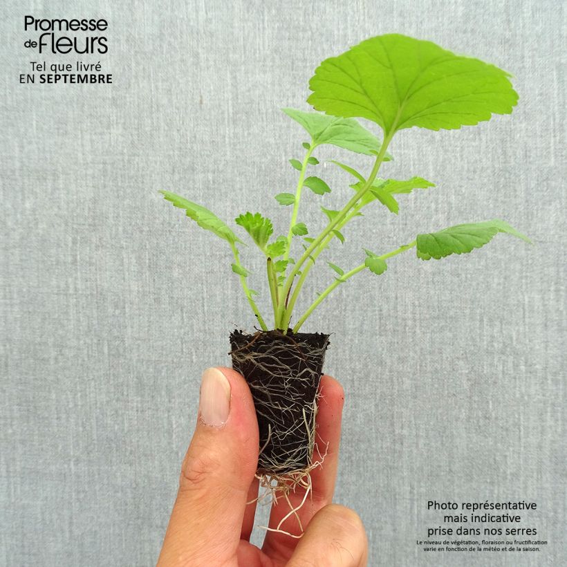 Spécimen de Geum Scarlet Tempest - Benoîte hybride Mini-motte Ø 3/4 cm tel que livré en automne