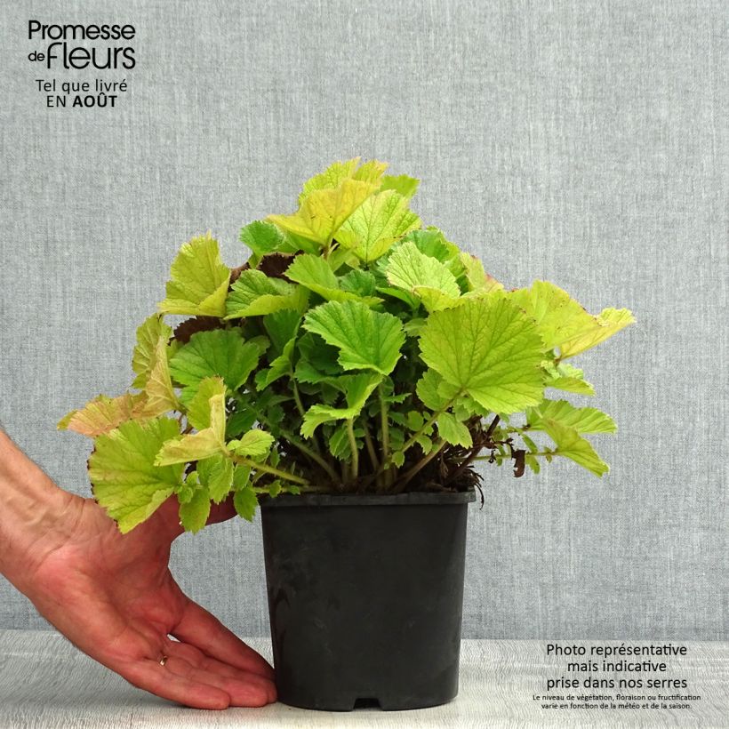 Spécimen de Geum Scarlet Tempest - Benoîte hybride Pot de 2L/3L tel que livré en été